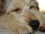 sam